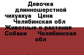 Девочка длинношерстной чихуахуа › Цена ­ 20 000 - Челябинская обл. Животные и растения » Собаки   . Челябинская обл.